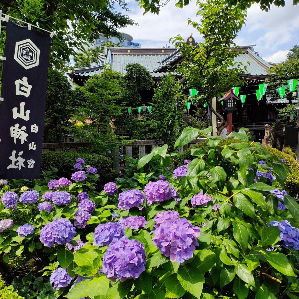 白山神社　あじさい祭り