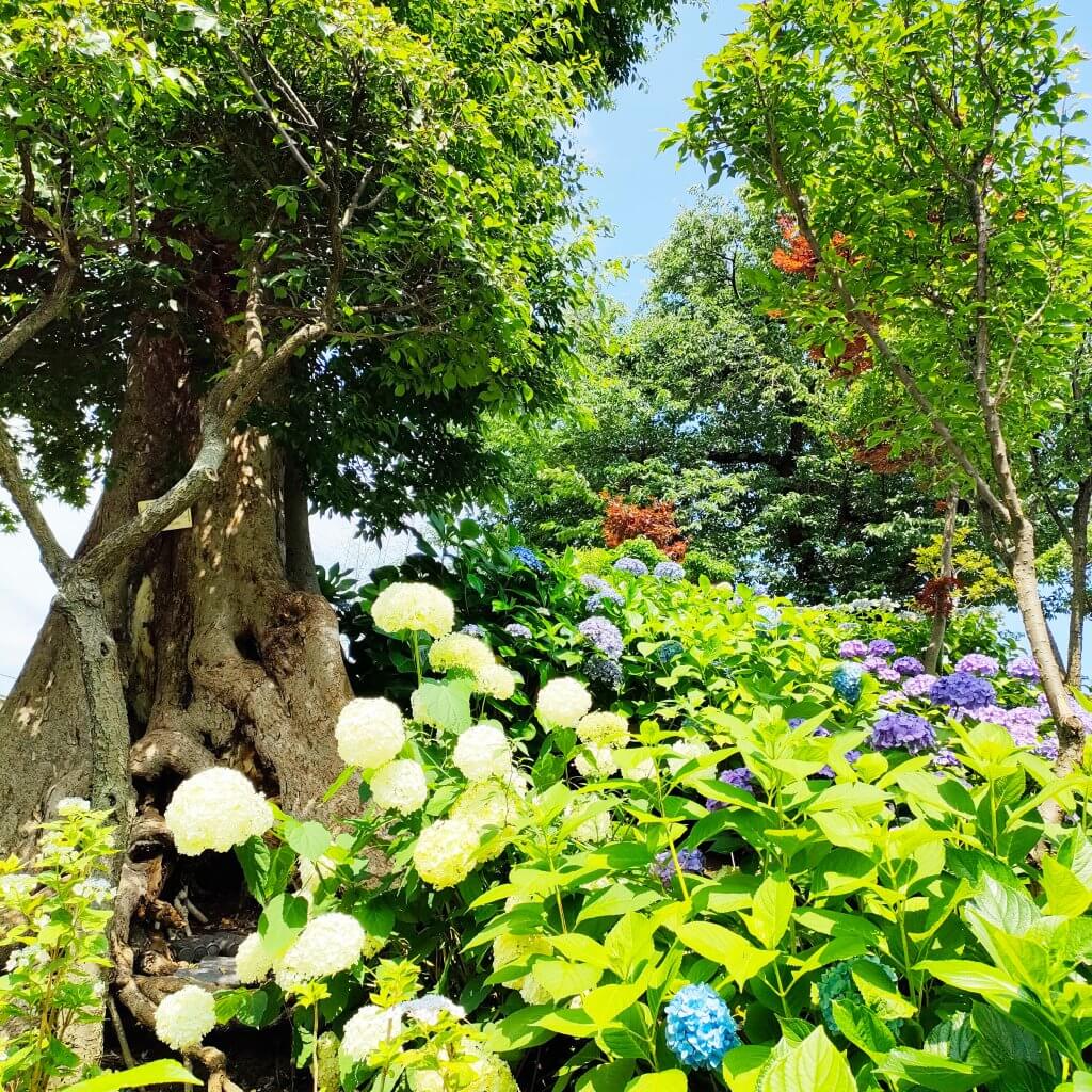 白山神社　あじさい祭り