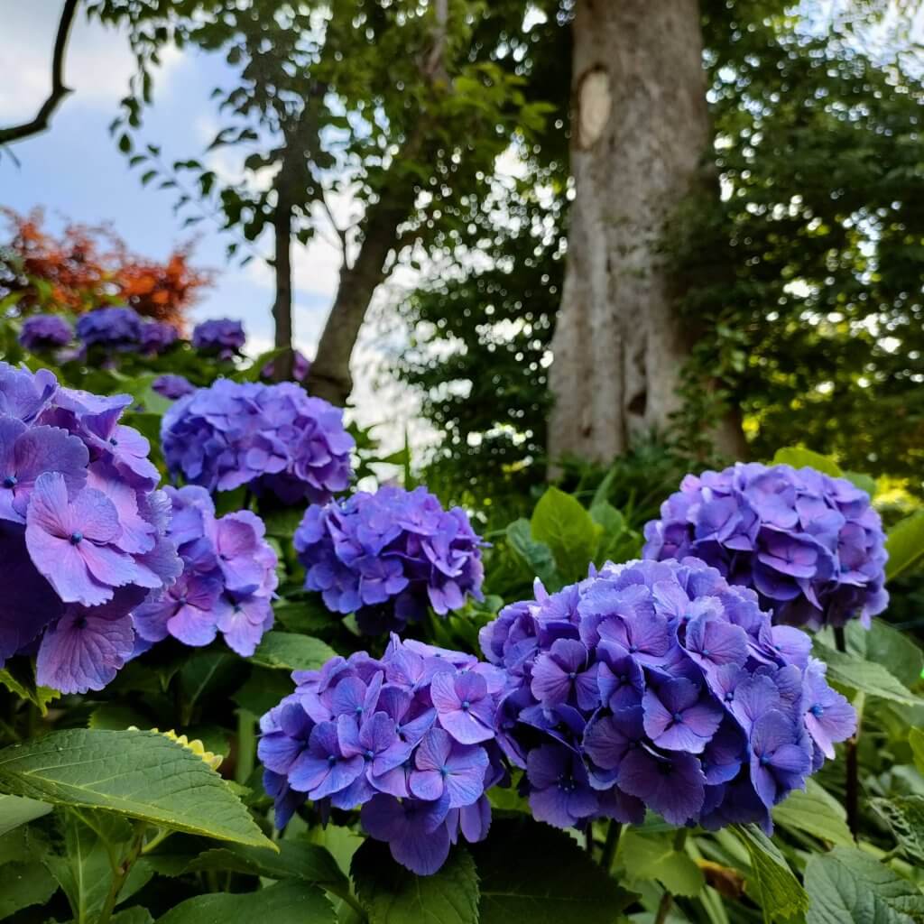 白山神社　あじさい祭り