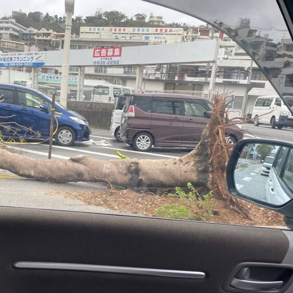 台風6号、カヌーン、台風、台風被害、沖縄、倒木