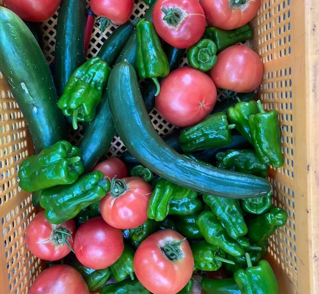 野菜：ピカピカお野菜の収穫のお手伝い