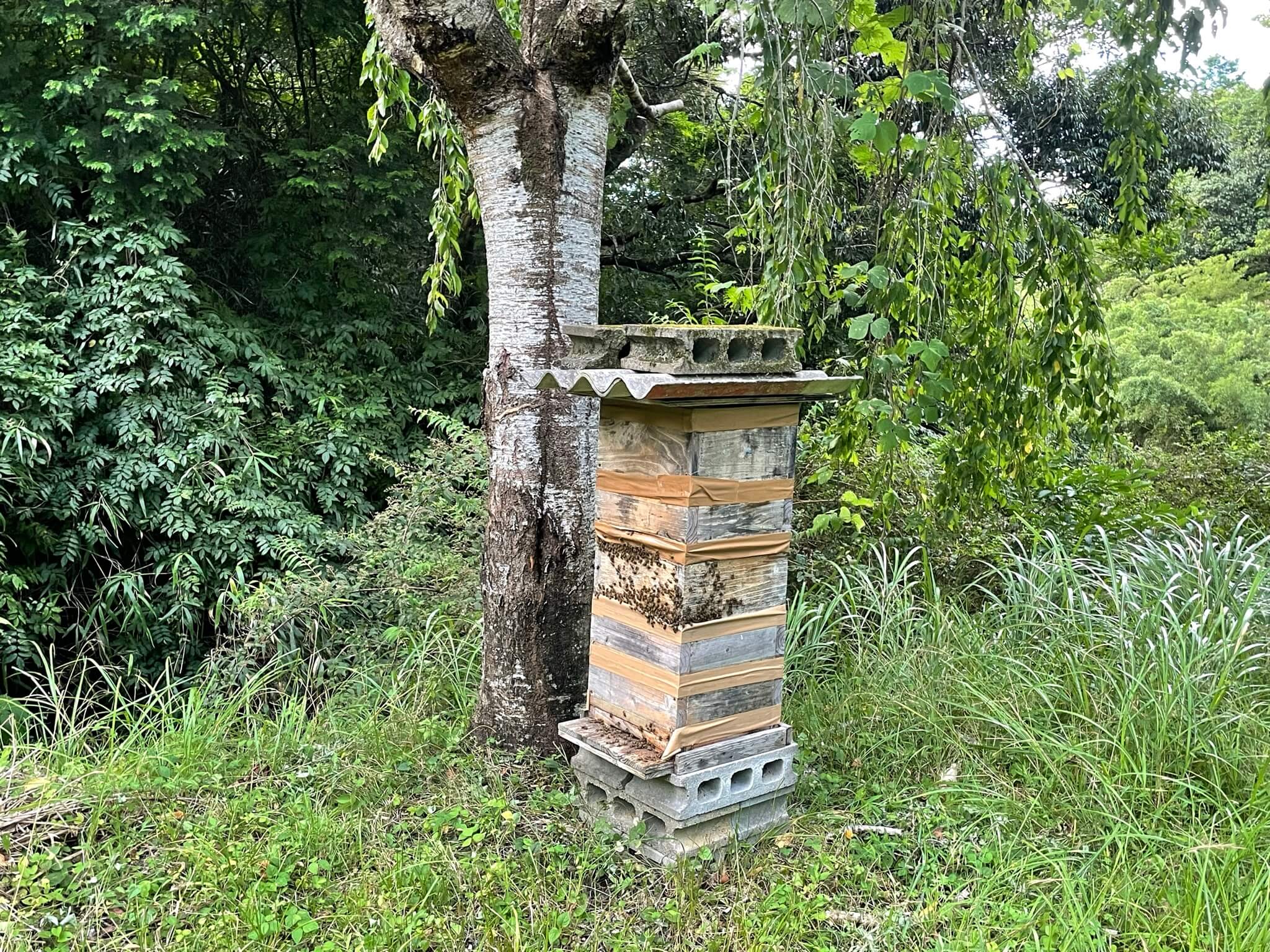 養蜂　蜂の巣箱　重箱式