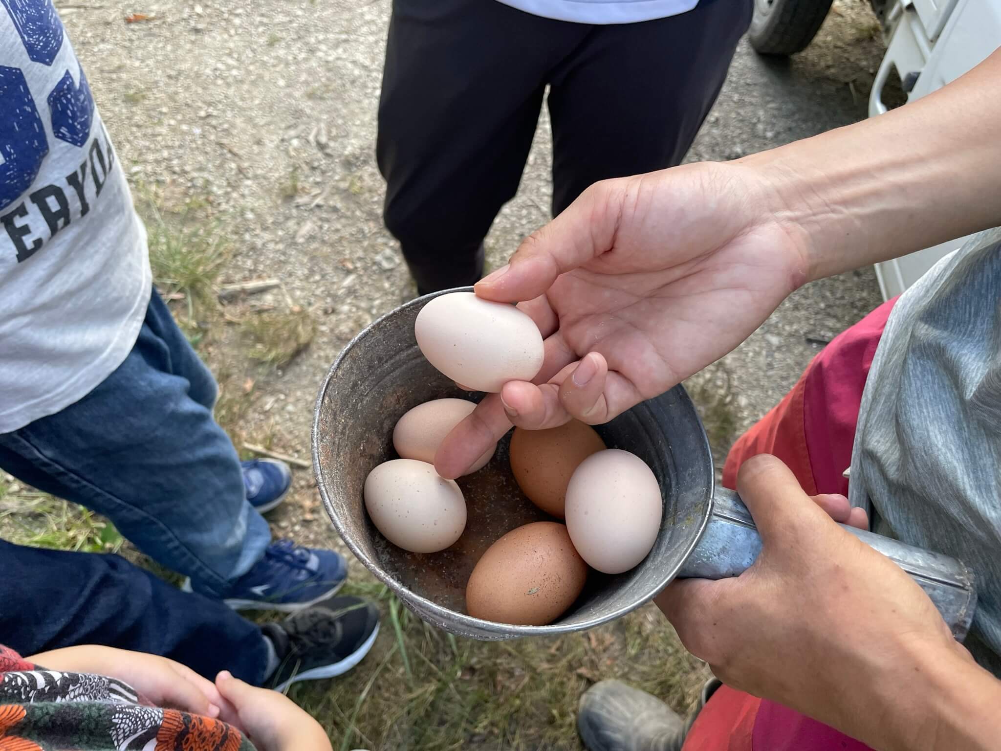 オニヴァ農園　ぴーちゃん　齋藤郁子さん　ｌEE100人隊　TB　はな　おでかけ　おでかけ部　徳島県神山町　神山　名西郡　ニワトリ　産みたて卵