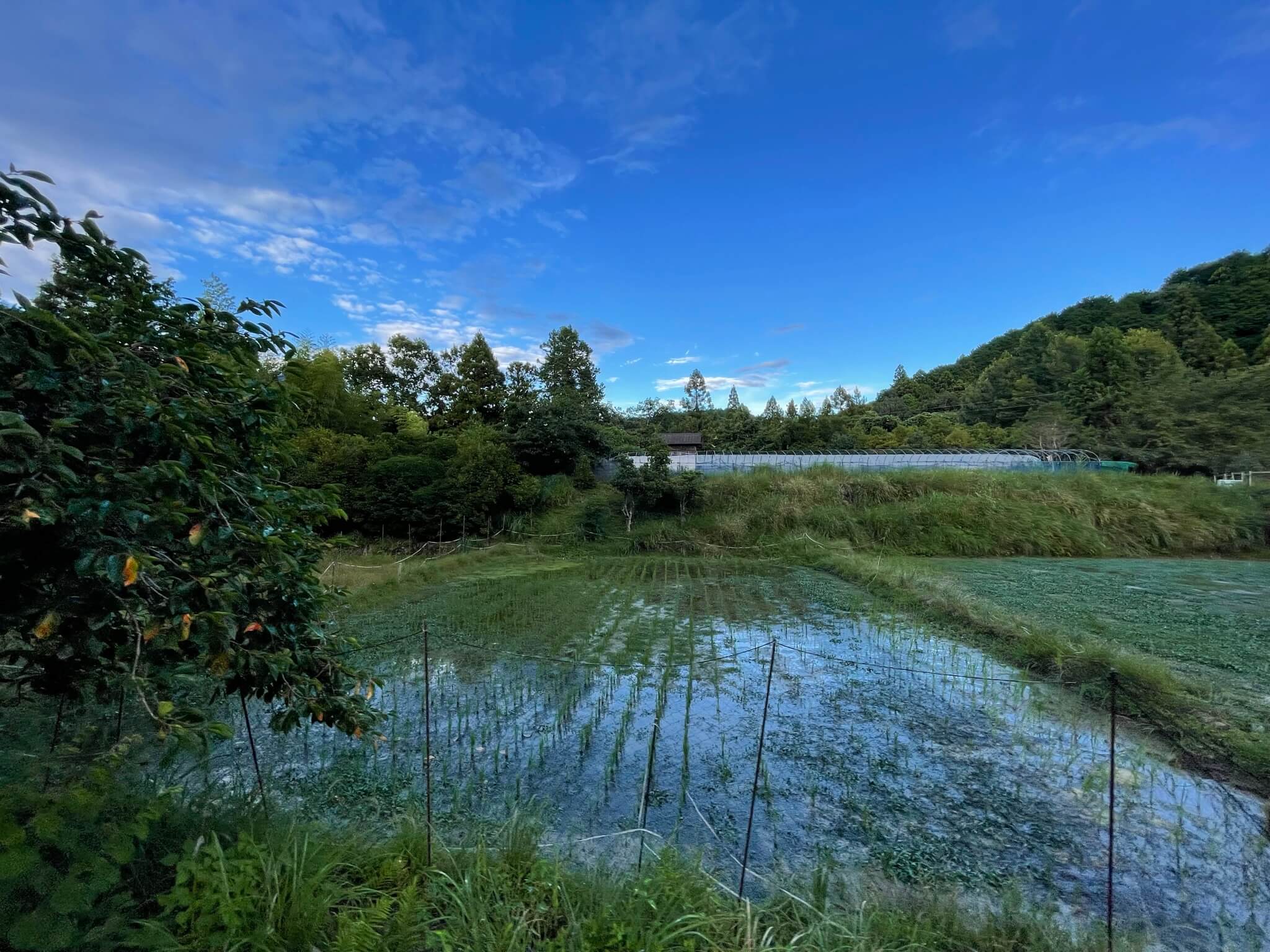 オニヴァ農園　田んぼ