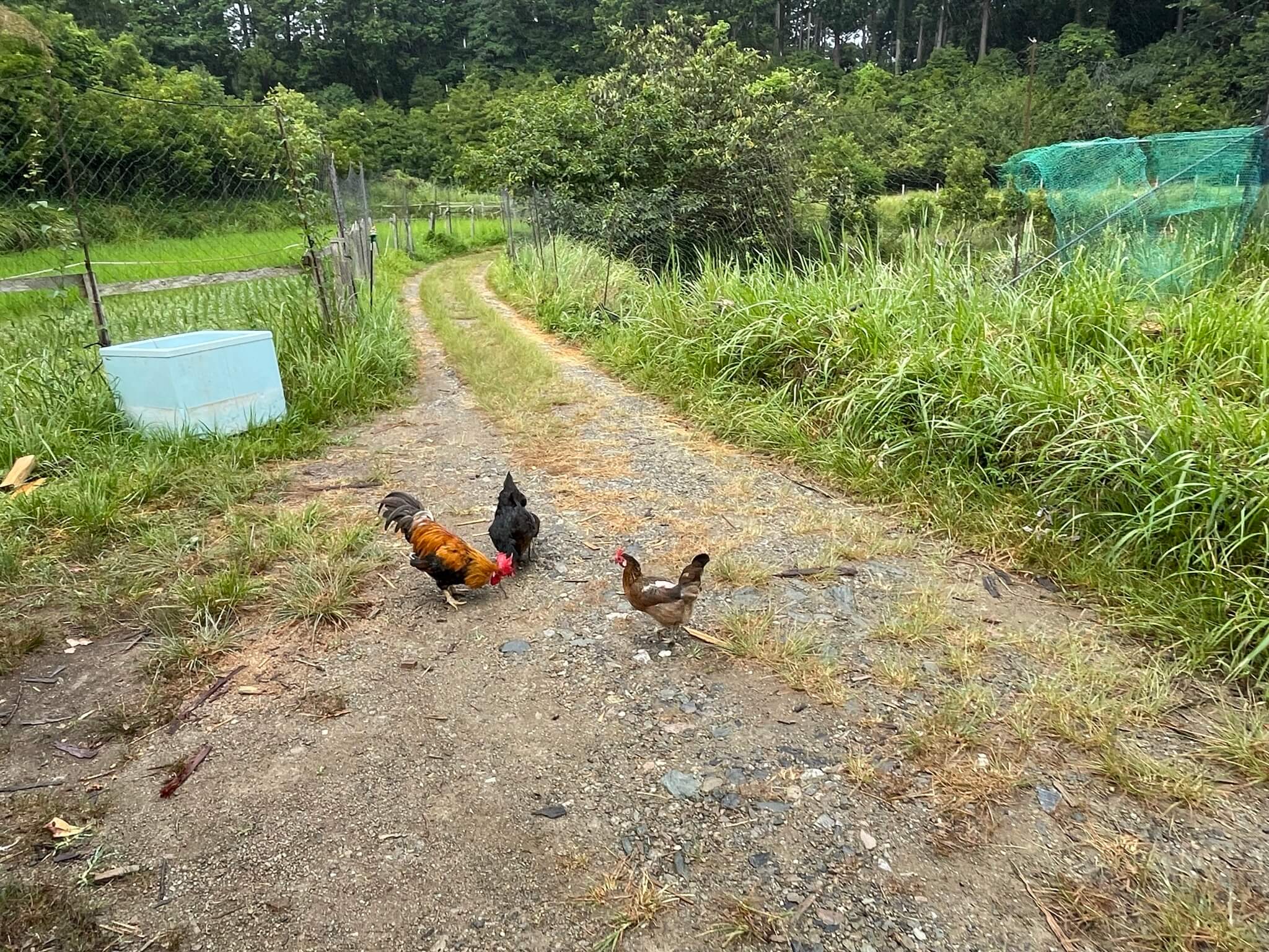 オニヴァ農園　ニワトリ　