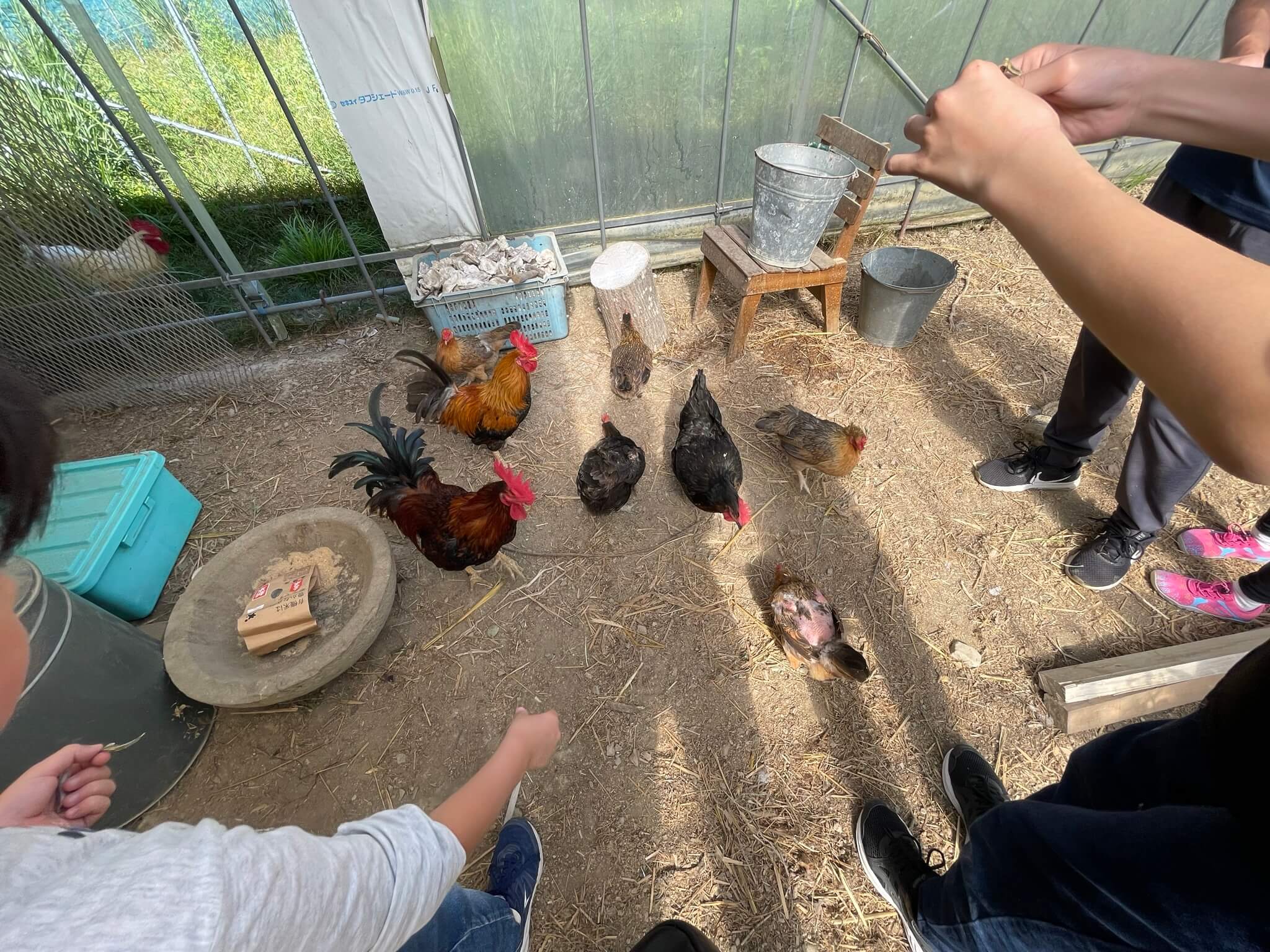 農園で薪割り・鶏の餌やり体験＠徳島県 | LEE