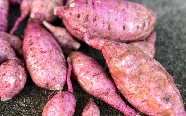 【節約テク】購入したお芋からお芋を増やしたよ 001icoco