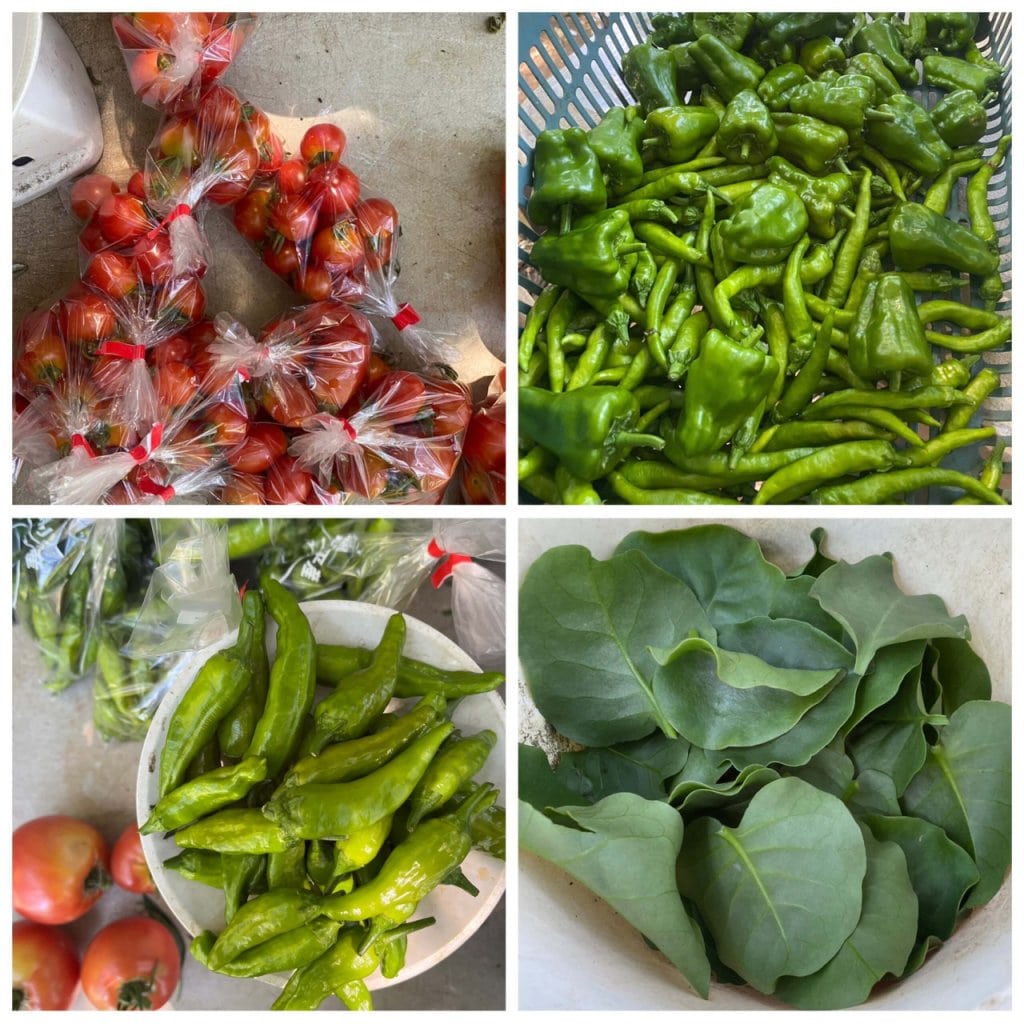 写真：収穫した野菜を販売できる形に仕上げる作業