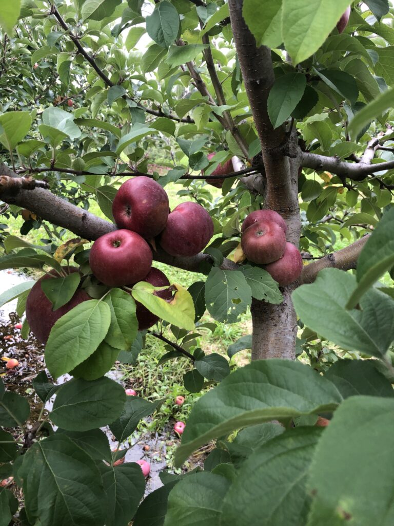 モリモリのりんごの木