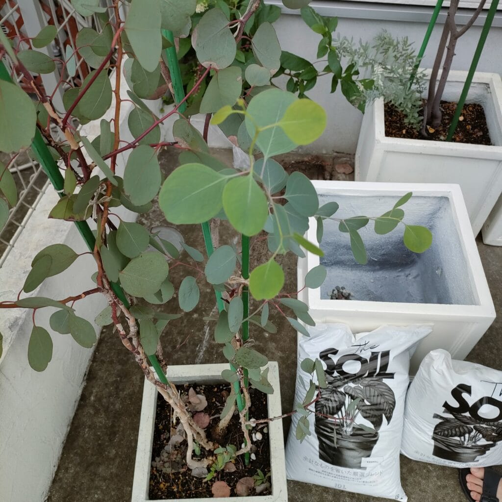 ユーカリポポラス　植え替え　鉢増し　庭仕事　