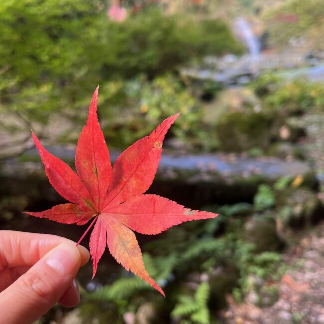 短い秋を楽しむ、紅葉狩りへ。 | LEE