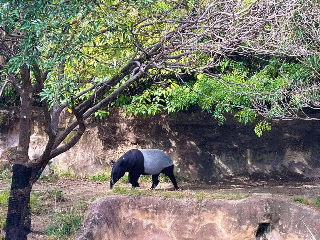 よこはま動物園ズーラシア　ズーラシア動物園　LEE100人隊　TB　はな　横浜市　子連れ　子連れ体験　小学生　代休　2023