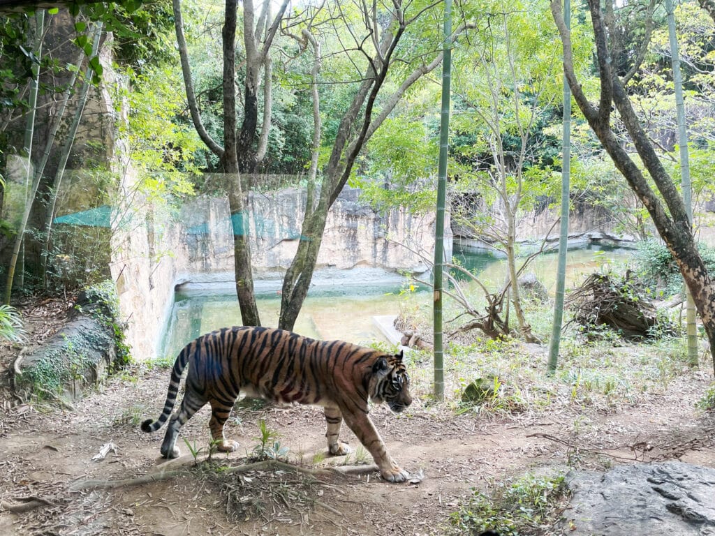 よこはま動物園ズーラシア　ズーラシア動物園　LEE100人隊　TB　はな　横浜市　子連れ　子連れ体験　小学生　代休　2023