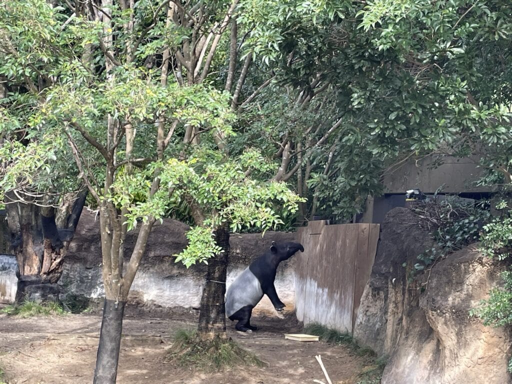 よこはま動物園ズーラシア　ズーラシア動物園　LEE100人隊　TB　はな　横浜市　子連れ　子連れ体験　小学生　代休　2023