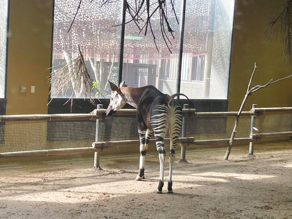 オカピ　よこはま動物園ズーラシア　ズーラシア動物園　LEE100人隊　TB　はな　横浜市　子連れ　子連れ体験　小学生　代休　2023