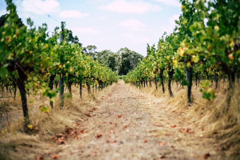 今、オーストラリア産ナチュラルワインが熱い理由【新星ワイナリーの醸造家おすすめ6選】 LEE