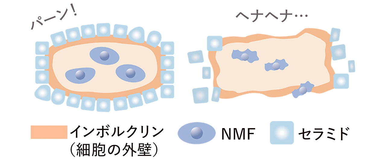 イラスト：肌バリア・角層の機能低下　パーン！　ヘナヘナ…　インボルクリン（細胞の外壁）　NMF　セラミド