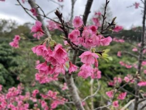 【沖縄】日本一早い桜前線便りをあなたへ 001icoco