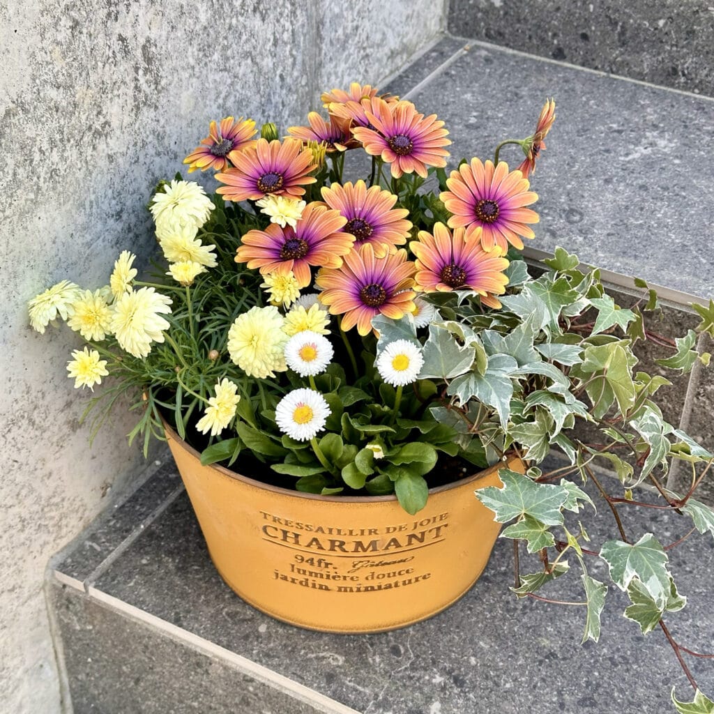 3月の寄せ植え】オステオスペルマム×デイジー×マーガレットで春を待つ