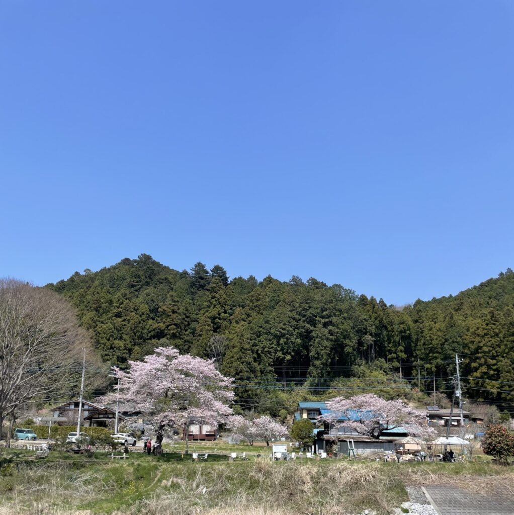 嵐山　お花見