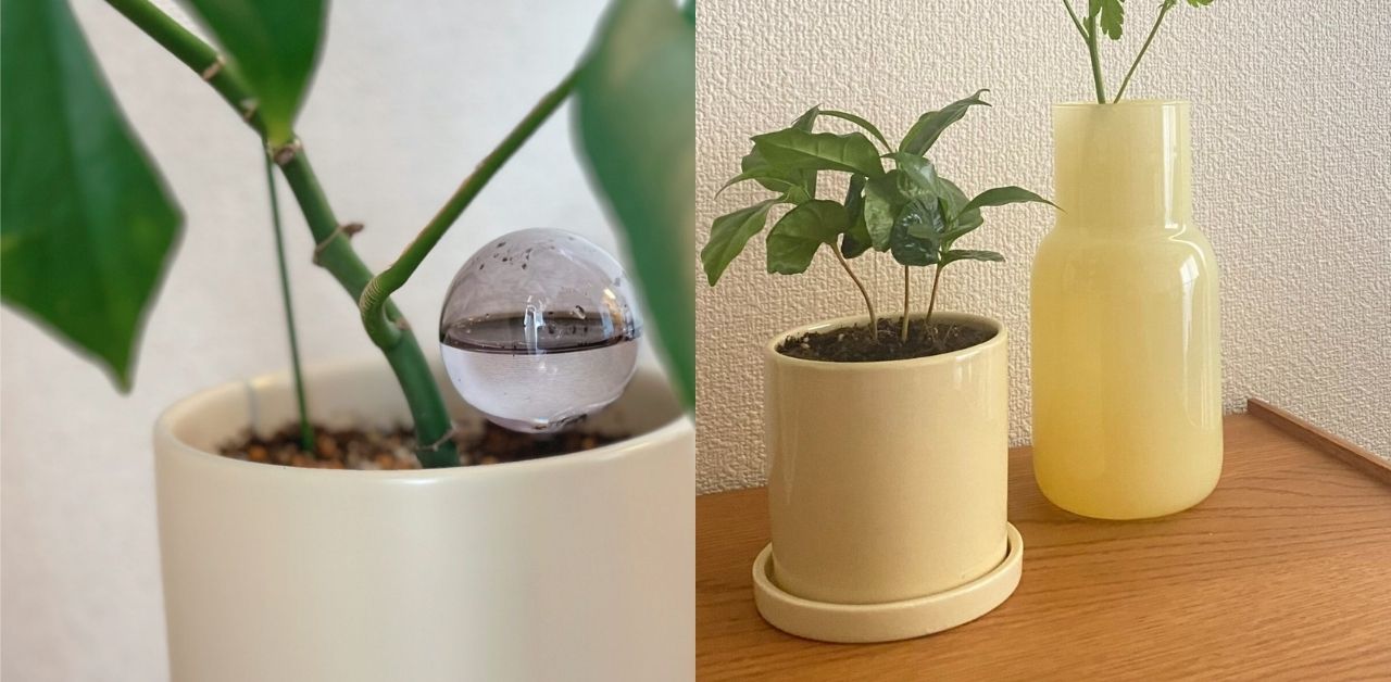 3COINSのグリーンアイテムを購入！￥550の植木鉢とウォーターディスペンサーが活躍中♪
