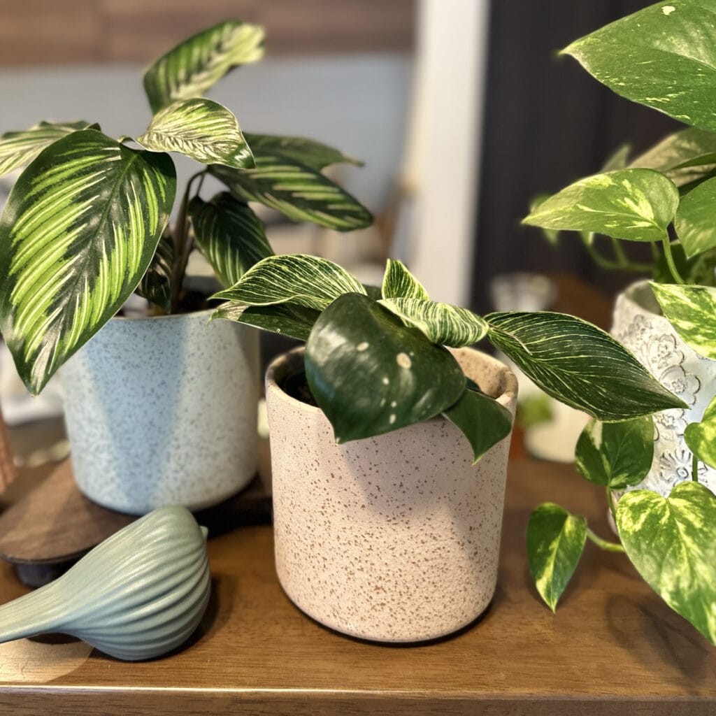 ダイソー産観葉植物】見つけたらラッキー！フィロデンドロン バーキン