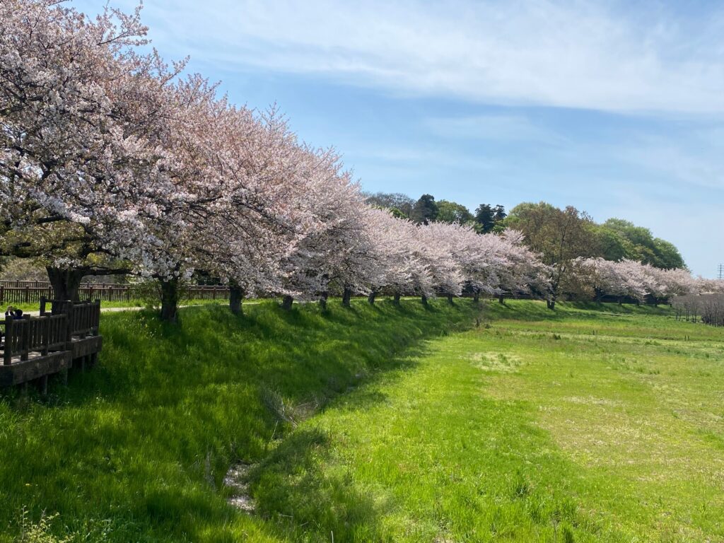 写真　日本一の桜回廊を夫婦でサイクリング