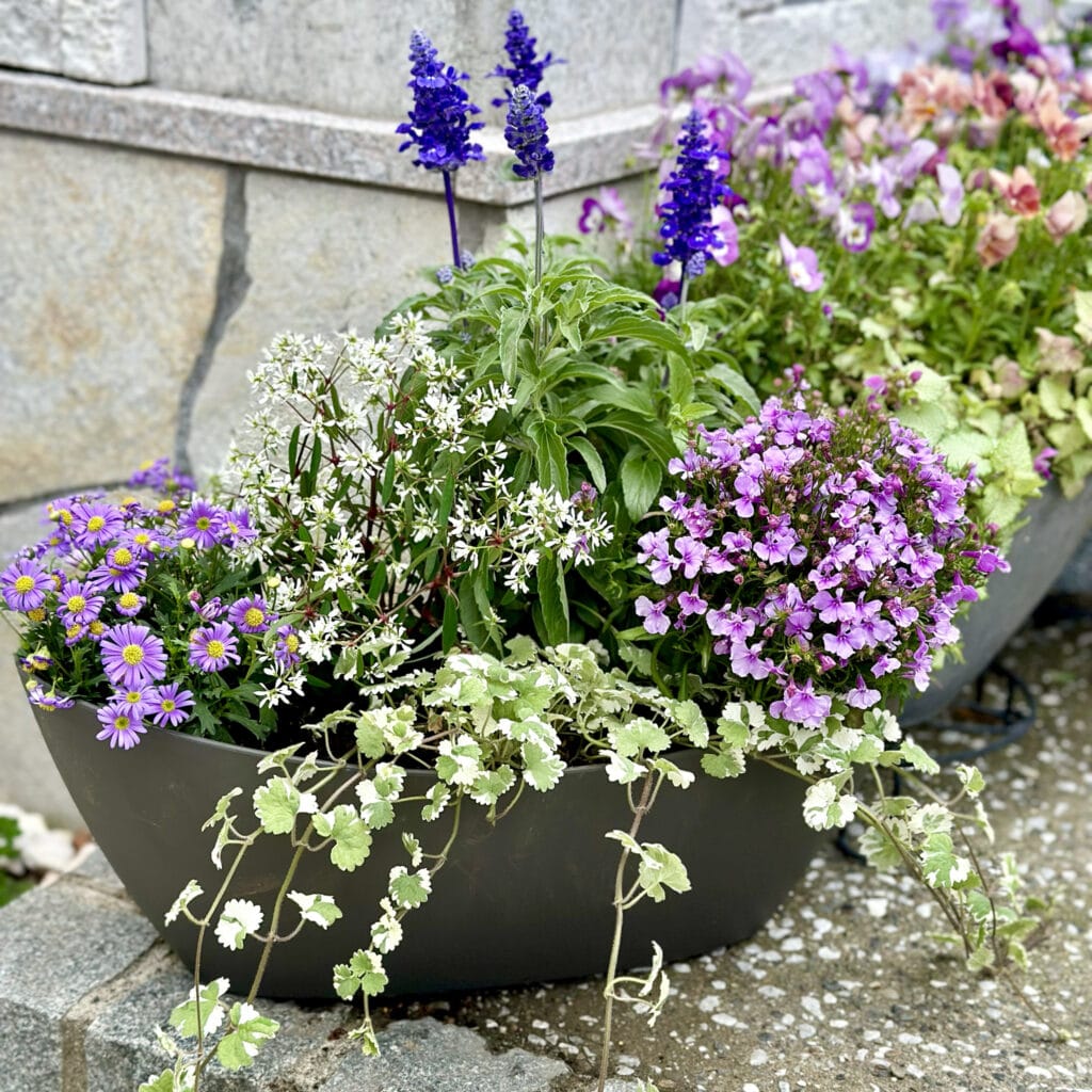 ブルーサルビアの寄せ植え