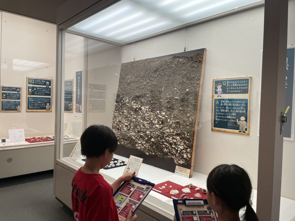 貝がらをひろったよ！　横浜市歴史博物館　企画展　君も今日から考古学者！　2024　横浜発掘物語2024