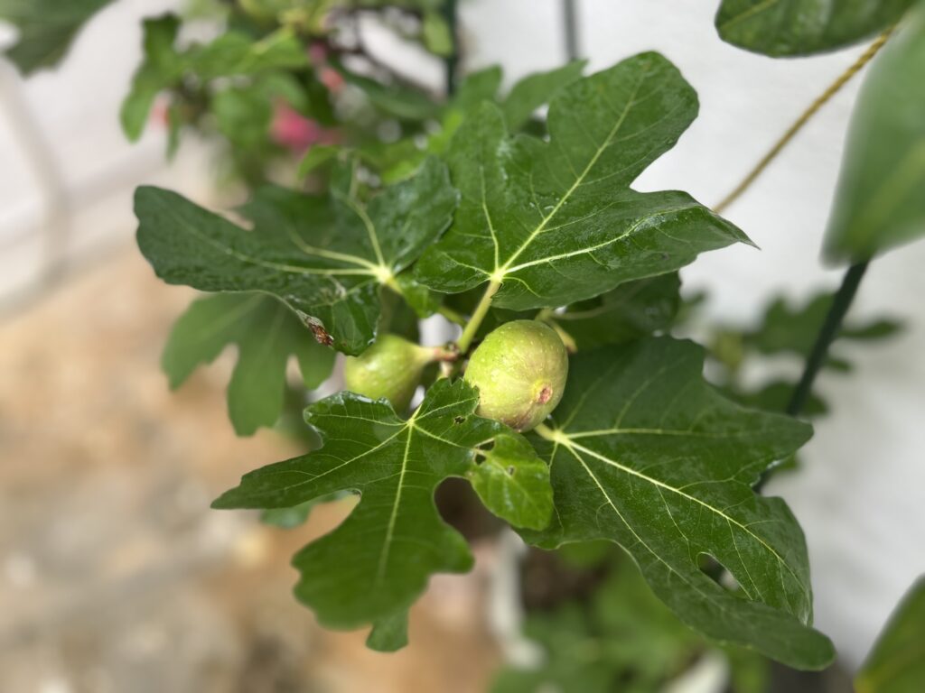 いちじく　南の島暮らし、夏の「果物」と「植物」001icoco