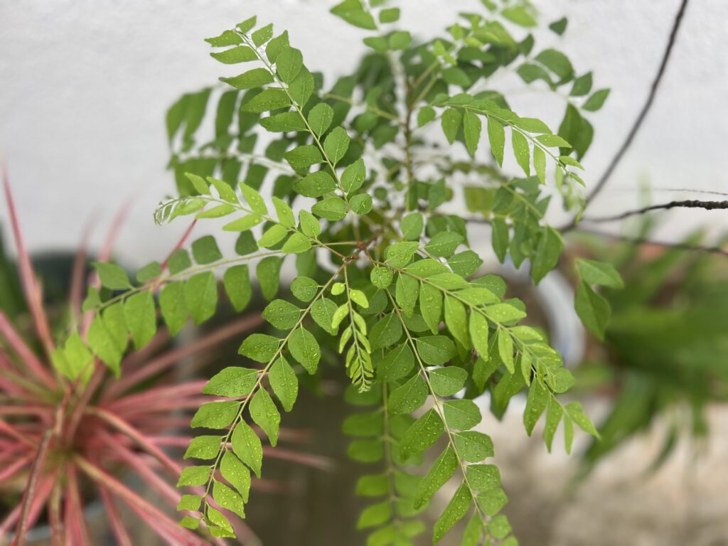 カレーリーフ　南の島暮らし、夏の「果物」と「植物」001icoco