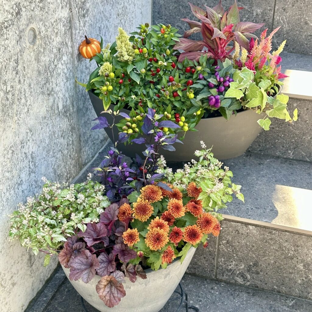 秋の寄せ植え】シックだけどカラフルに！秋色の草花でハロウィンの寄せ植えを作りました♪ | LEE