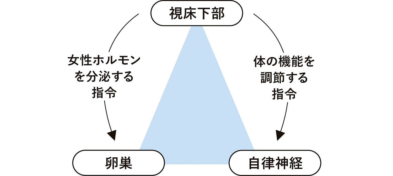 視床下部　卵巣　自律神経　女性ホルモンを分泌する指令　体の機能を調整する指令