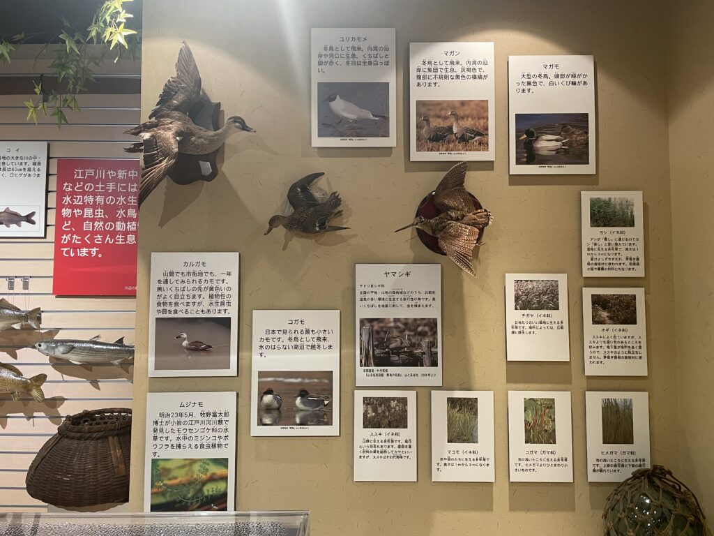 鳥の剥製　江戸川区郷土資料室　かやぶき屋根のヒミツ展　LEE100人隊　TB　はな　おでかけ　おでかけ部