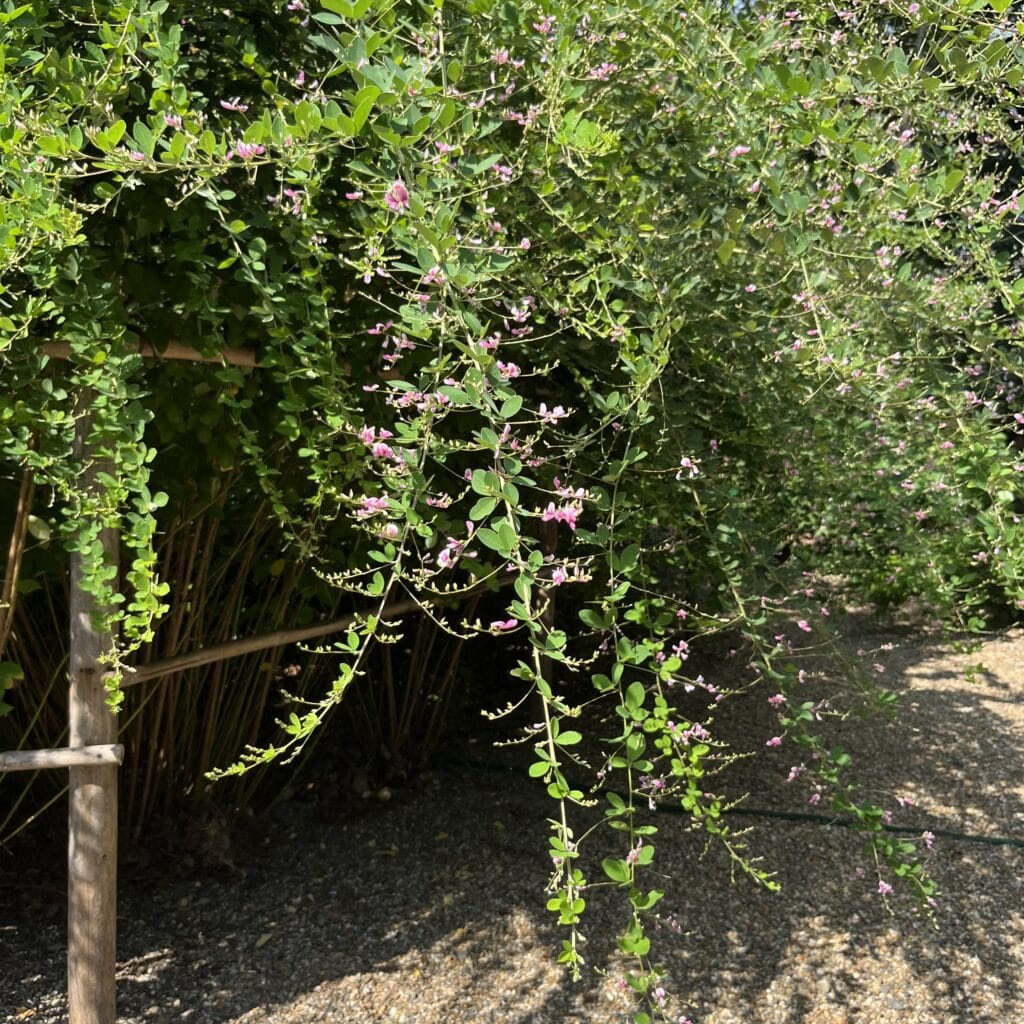 カフェ「Coffee Base NASHINOKI」と梨木神社