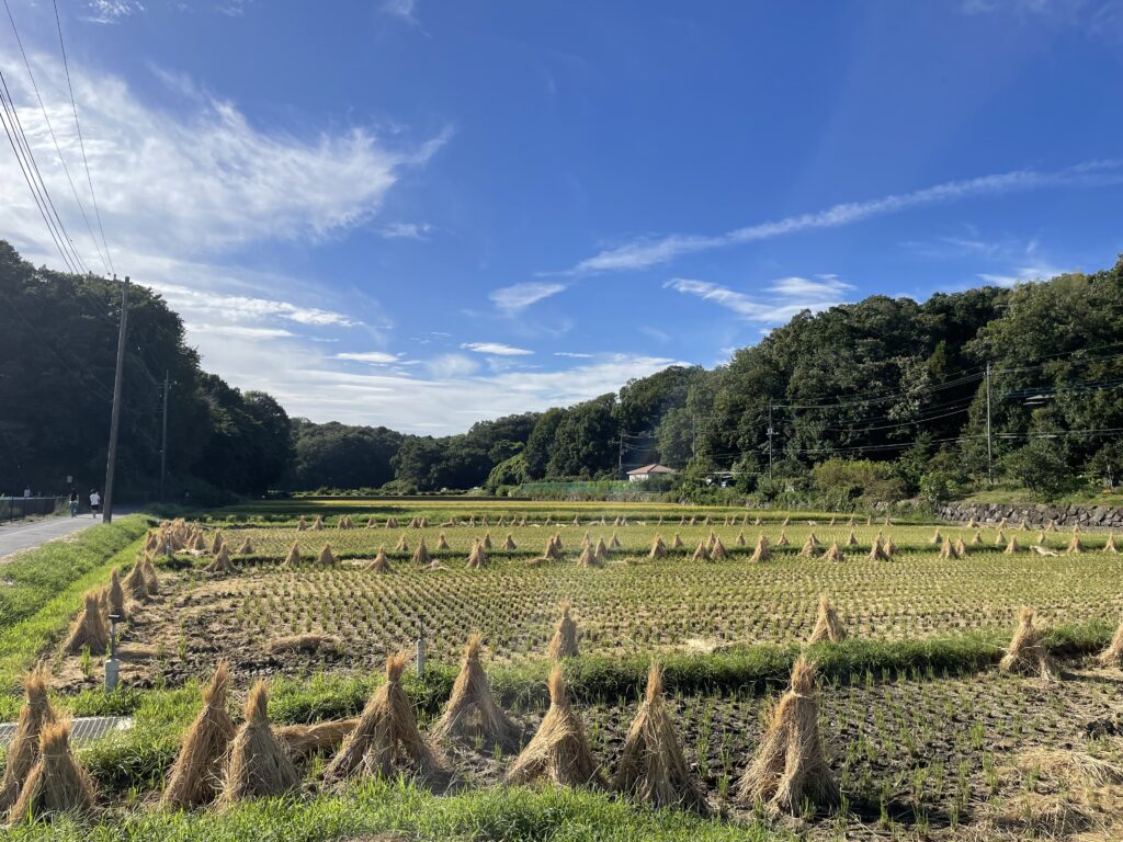 実りの秋　田んぼ　稲穂　寺家ふるさと村　2024年9月　LEE100人隊　TB　はな　おでかけ　おでかけ部