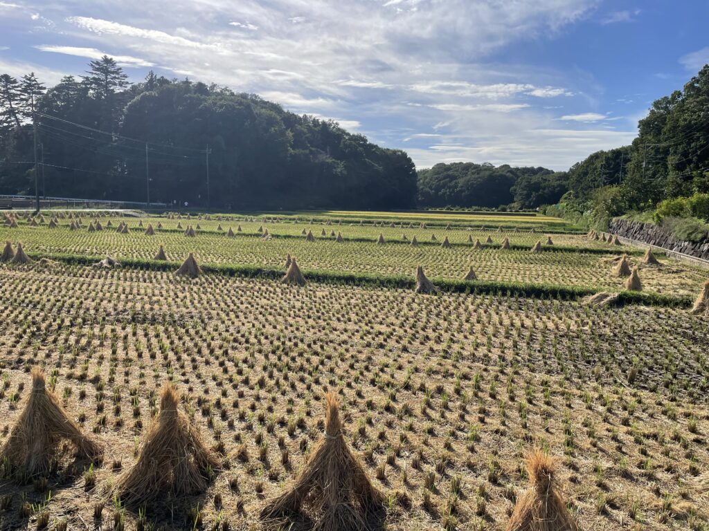 実りの秋　田んぼ　稲穂　寺家ふるさと村　2024年9月　LEE100人隊　TB　はな　おでかけ　おでかけ部