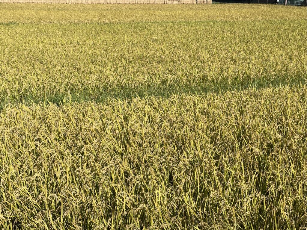 実りの秋　田んぼ　稲穂　寺家ふるさと村　2024年9月　LEE100人隊　TB　はな　おでかけ　おでかけ部