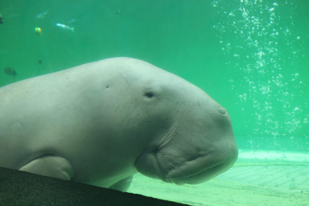 鳥羽水族館