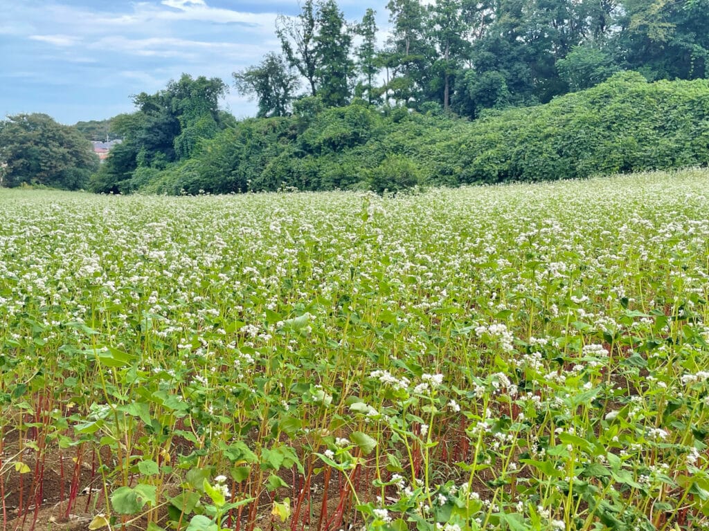 蕎麦の花　蕎麦の花畑　町田　ふるさと農具館　LEE100人隊　TB　はな　おでかけ　おでかけ部　2024年9月