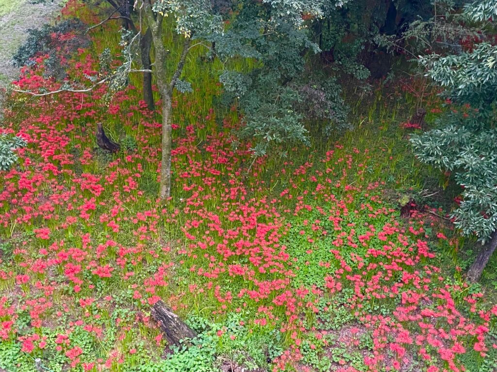 巾着田曼珠沙華公園　埼玉県　2024年9月末　LEE100人隊　TB　はな　彼岸花　彼岸花群生地　500万株