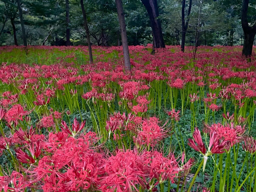 巾着田曼珠沙華公園　埼玉県　2024年9月末　LEE100人隊　TB　はな　彼岸花　彼岸花群生地　500万株