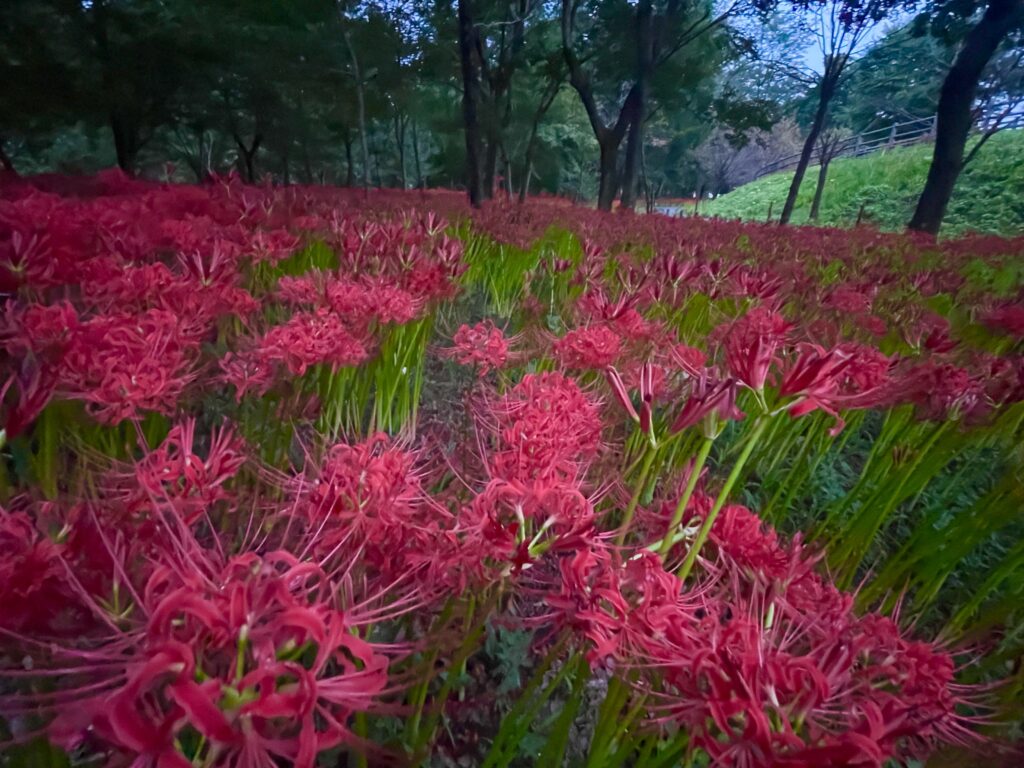 巾着田曼珠沙華公園　埼玉県　2024年9月末　LEE100人隊　TB　はな　彼岸花　彼岸花群生地　500万株