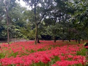 巾着田曼珠沙華公園　埼玉県　2024年9月末　LEE100人隊　TB　はな　彼岸花　彼岸花群生地　500万株