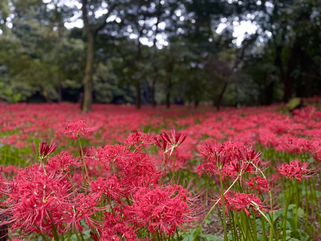 巾着田曼珠沙華公園　埼玉県　2024年9月末　LEE100人隊　TB　はな　彼岸花　彼岸花群生地　500万株