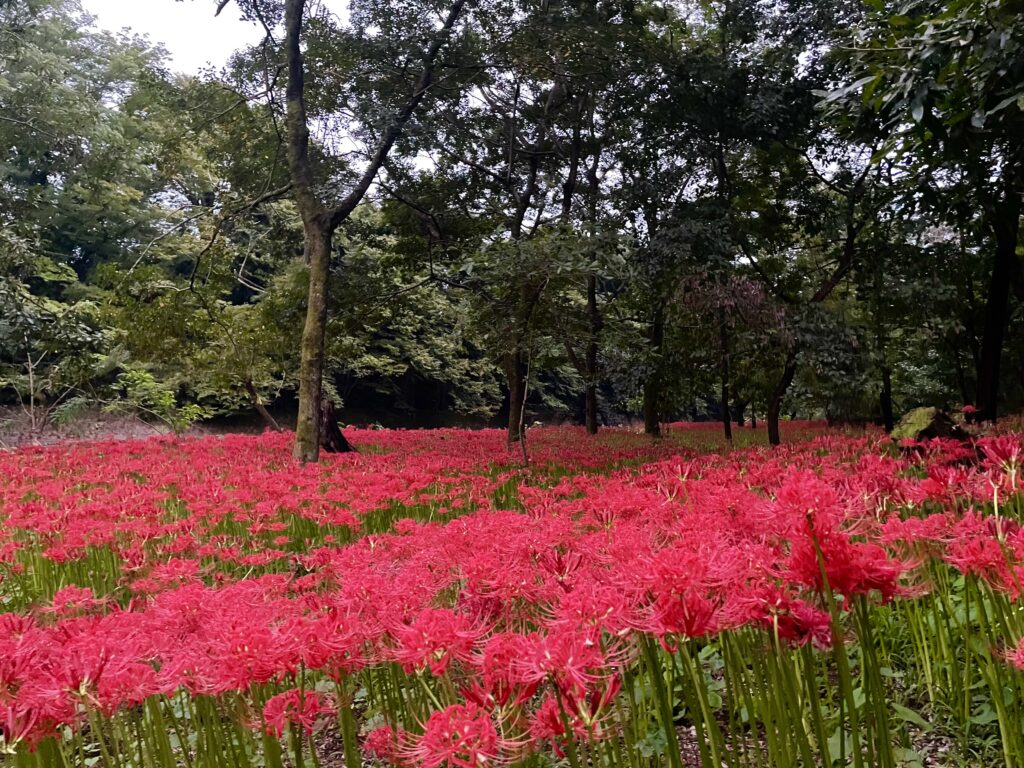 巾着田曼珠沙華公園　埼玉県　2024年9月末　LEE100人隊　TB　はな　彼岸花　彼岸花群生地　500万株