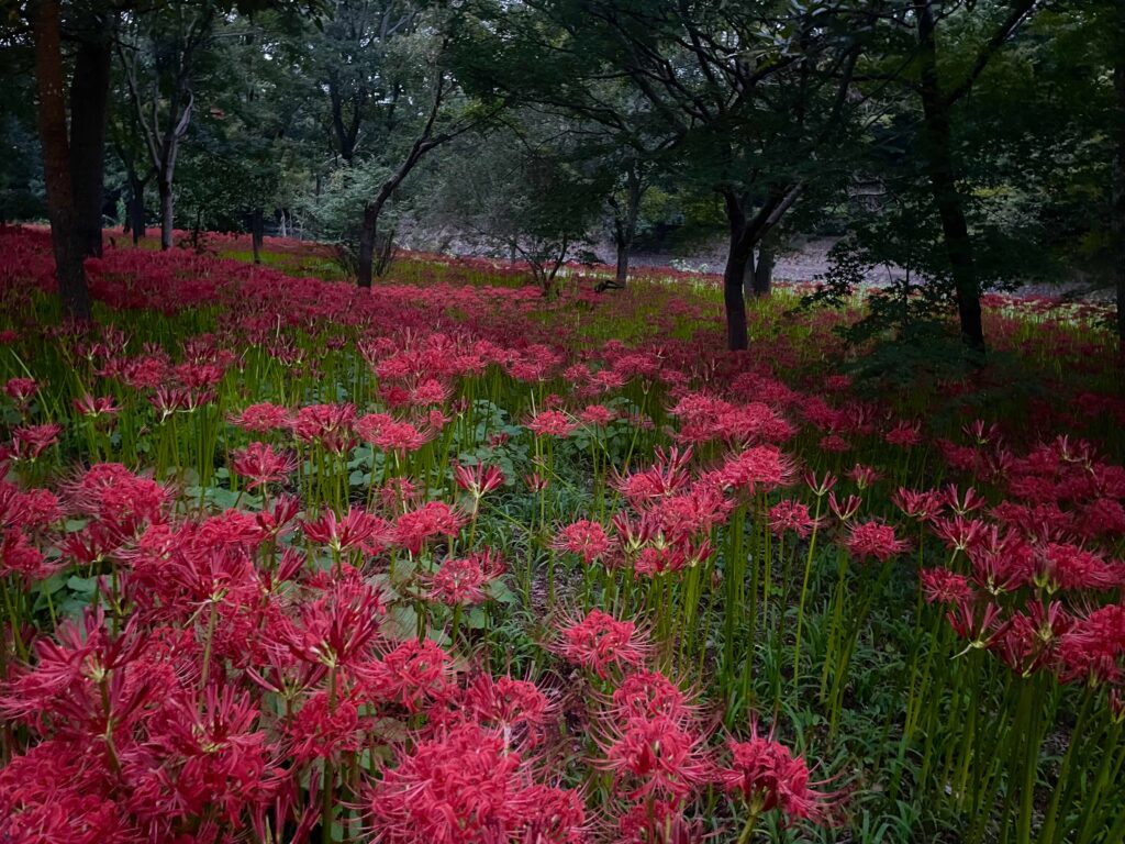 巾着田曼珠沙華公園　埼玉県　2024年9月末　LEE100人隊　TB　はな　彼岸花　彼岸花群生地　500万株