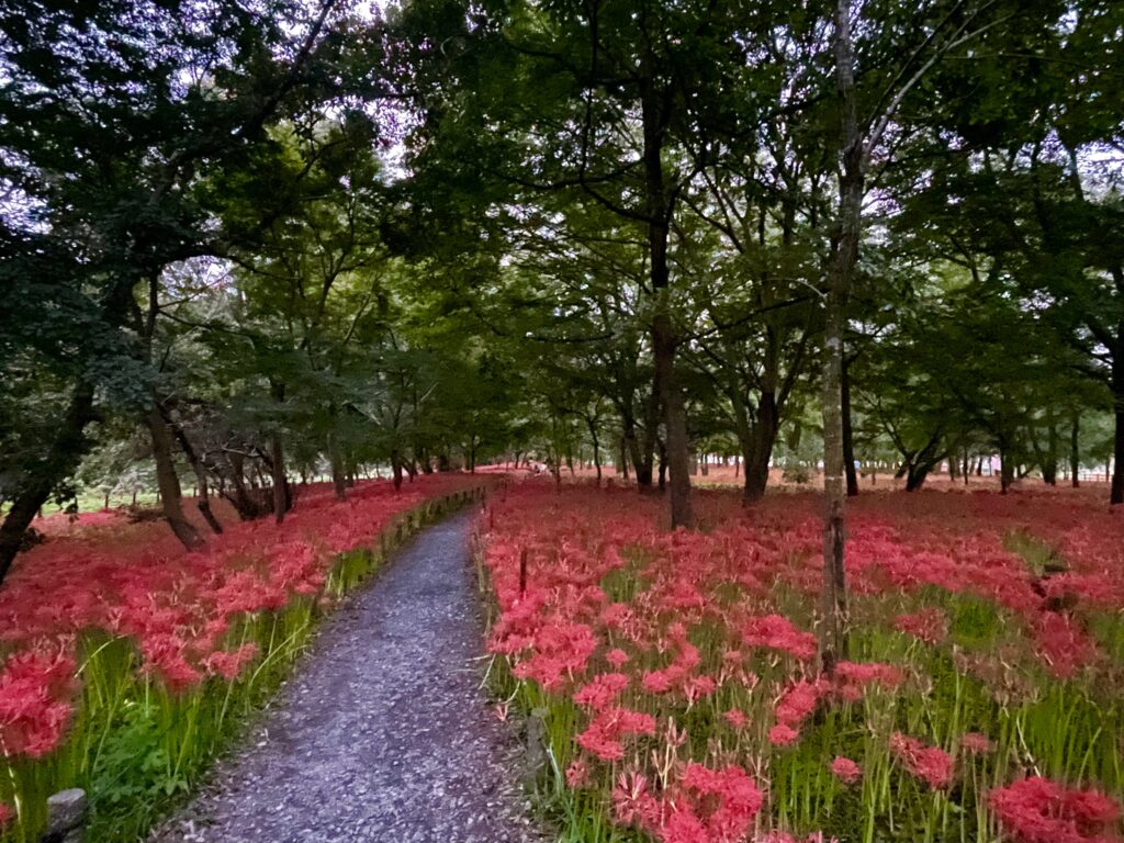 巾着田曼珠沙華公園　埼玉県　2024年9月末　LEE100人隊　TB　はな　彼岸花　彼岸花群生地　500万株