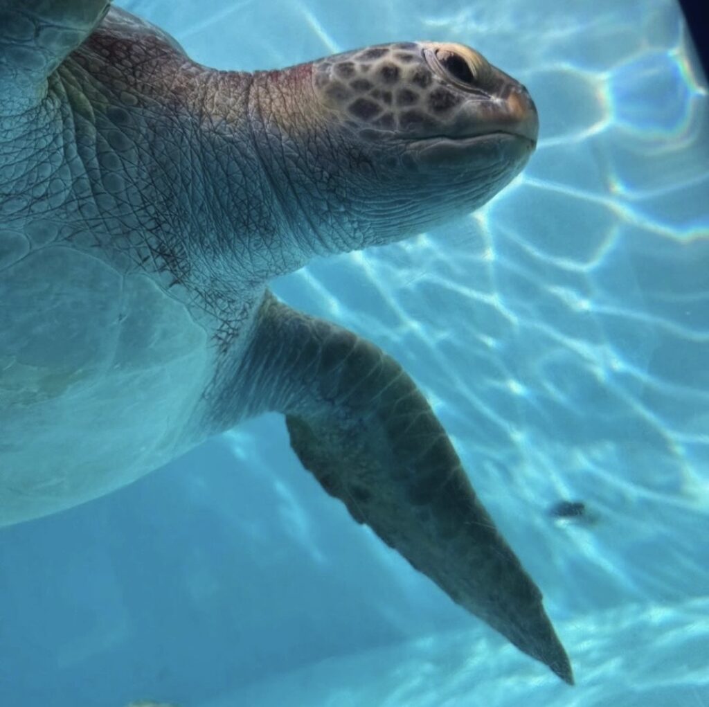 美ら海水族館