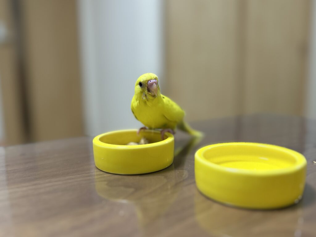 写真　今一番かわいくて癒されるセキセイインコのきぃちゃん。